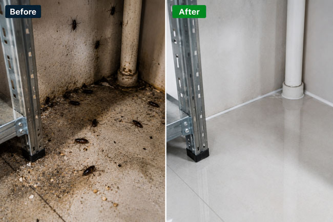 Pest control before & after
